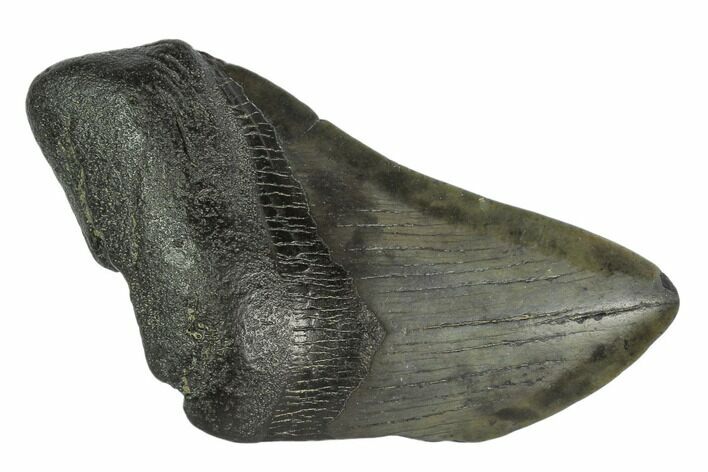 Partial Fossil Megalodon Tooth - South Carolina #125260